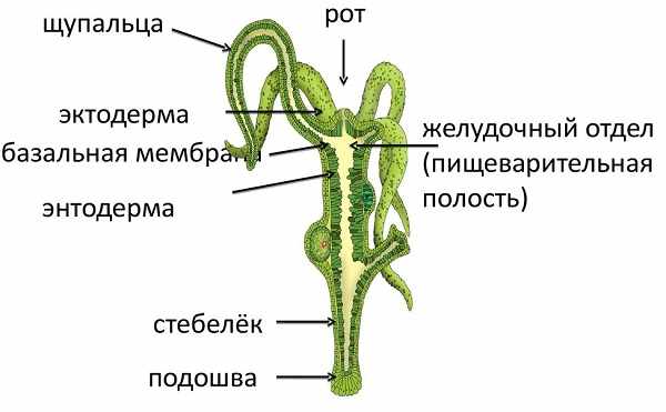 Омг тор ссылка